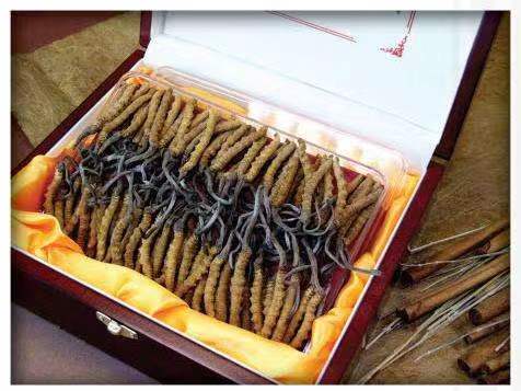 新抚冬虫夏草回收